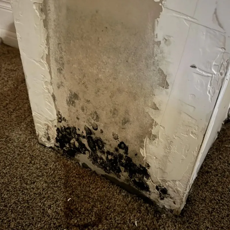 Professional Mold Removal in Abilene, KS